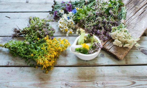 Les plantes médicinales et leur utilité
