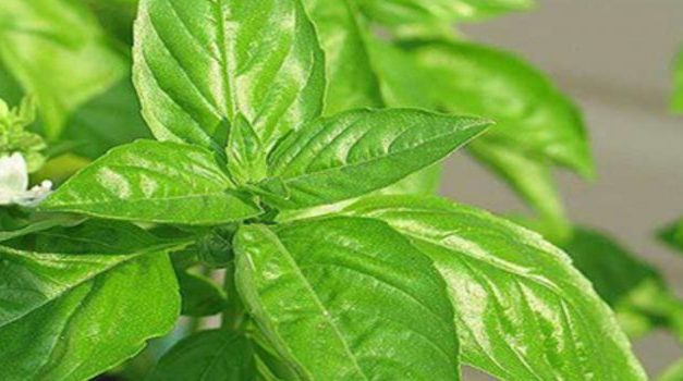 Propriétés et contre-indications du basilic