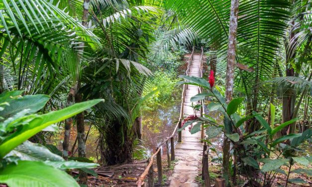 Les plantes médicinales les plus importantes de l&rsquo;Amazonie