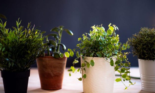 Les plantes aphrodisiaques les plus efficaces