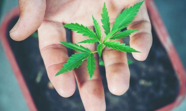 Santé : Quatre informations à avoir sur le Cannabis thérapeutique