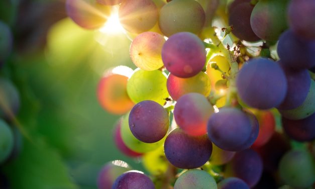 Quel est le taux de sucre dans les fruits ?