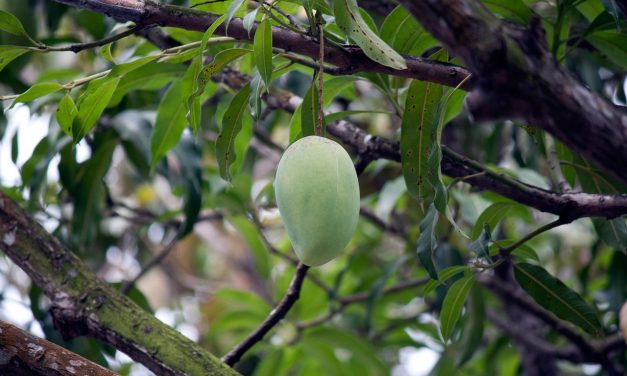 Les différentes manières de consommer les plantes (infusions, huiles essentielles, etc.)